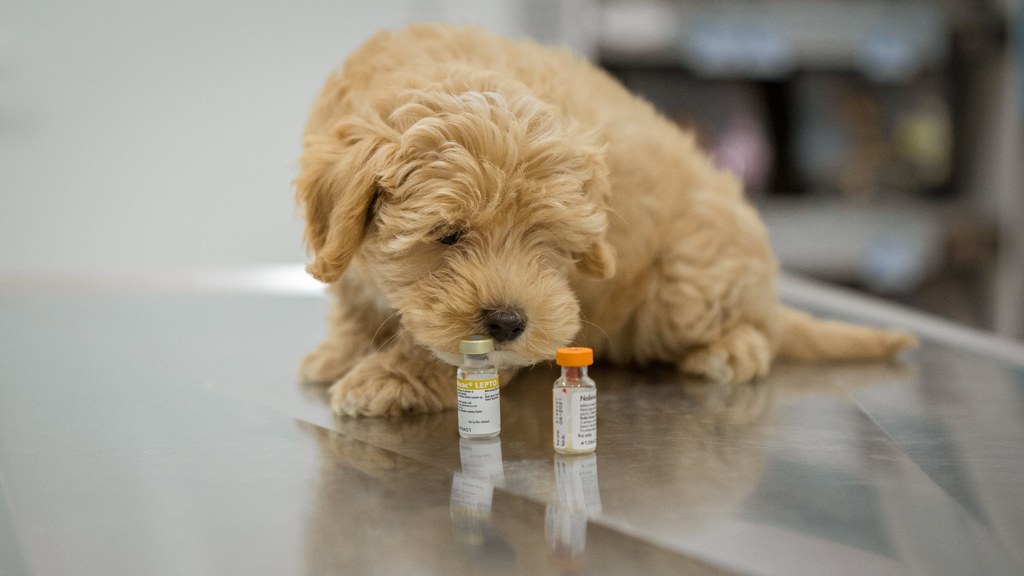Program vakcinacije pasa